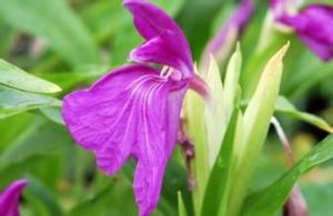 大象牙參 大象牙參