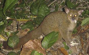 桑給巴爾倭叢猴 桑給巴爾倭叢猴