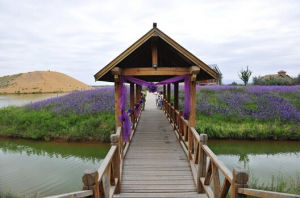 金沙旅遊度假區 金沙旅遊度假區