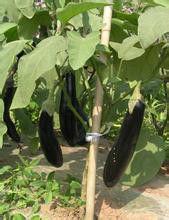 無籽茄一號 無籽茄一號