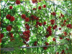 西紅柿王 西紅柿王