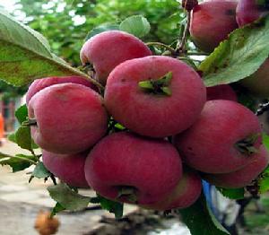 通古斯巴什古城