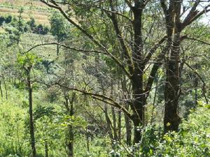 永豐自然村-核桃林