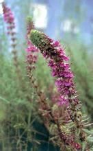 粗毛馬先蒿 粗毛馬先蒿