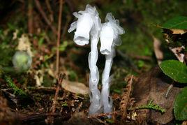 球果假水晶蘭 球果假水晶蘭