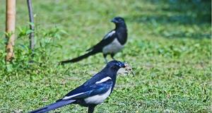 黑嘴喜鵲 黑嘴喜鵲