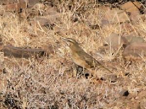 南非石鷚 南非石鷚