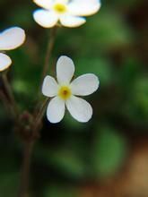 短葶小點地梅 短葶小點地梅