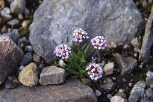 長角肉葉薺 長角肉葉薺