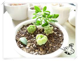 雪玉[木瓜屬植物]