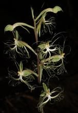 裂瓣玉鳳花 裂瓣玉鳳花