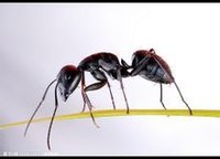 雜食昆蟲--螞蟻