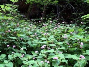 羽葉蓼（原變種）