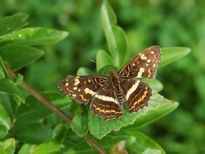 提環蛺蝶 提環蛺蝶