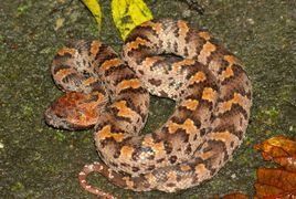 龜殼花蛇 龜殼花蛇