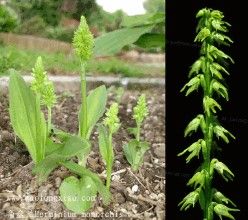 披針唇角盤蘭 披針唇角盤蘭