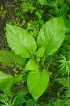 耳柄合耳菊 耳柄合耳菊