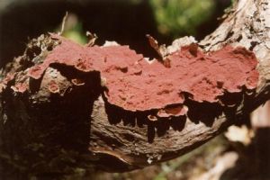 紅銹刺革菌 紅銹刺革菌