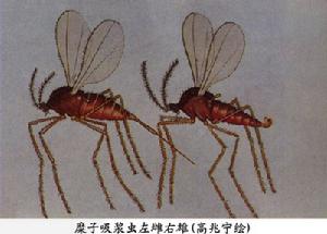 糜子吸漿蟲 糜子吸漿蟲