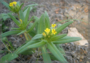 黃花滇紫草 黃花滇紫草