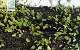 抱樹蓮[真蕨目水龍骨科植物]