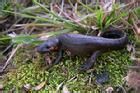 藍尾蠑螈