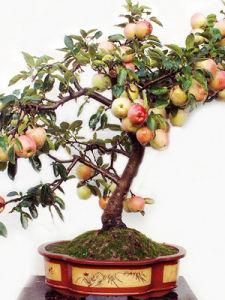 果樹盆景 果樹盆景