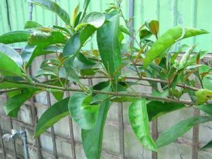 花溪娃兒藤 花溪娃兒藤