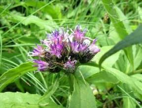 拉氏風毛菊 拉氏風毛菊