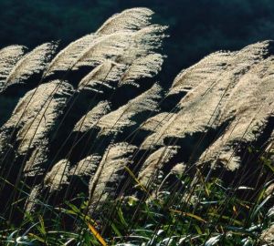 假蘆葦科 假蘆葦科