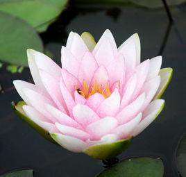 霍蘭迪亞 霍蘭迪亞