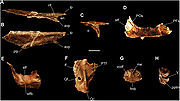 （圖）首祖濫食龍的部分頭骨