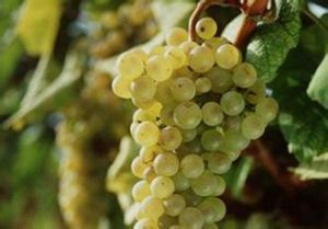 富爾民特 富爾民特