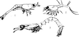 擬波氏狼戎 擬波氏狼戎