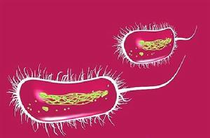 大腸桿菌 大腸桿菌