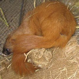 黃鼬西伯利亞亞種 黃鼬西伯利亞亞種