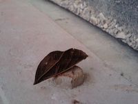 枯葉夜蛾
