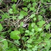 毛柄天胡 毛柄天胡