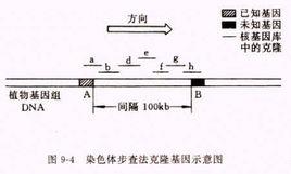 圖位克隆 圖位克隆
