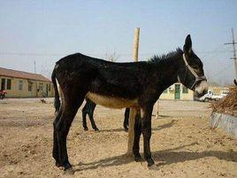 驢[哺乳綱動物]