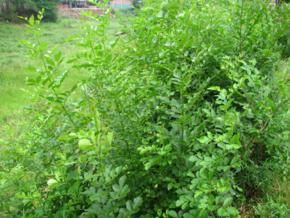 山白蠟條 山白蠟條