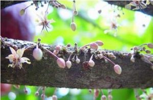 老莖生花 老莖生花