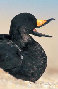 （圖）黑海番鴨
