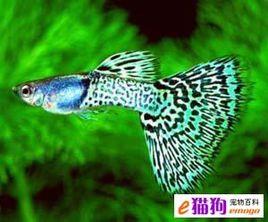 孔雀魚的養殖 孔雀魚的養殖