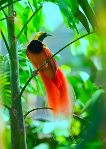 紐幾內亞極樂鳥