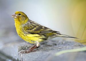 芙蓉鳥[王秉棟著作圖書]