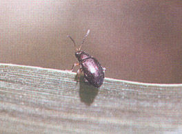 粟凹脛跳甲 粟凹脛跳甲