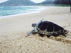 海龜保護區
