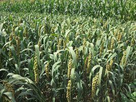 黃金谷98 黃金谷98