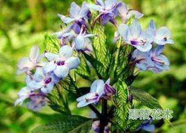 毛冠可愛花 毛冠可愛花